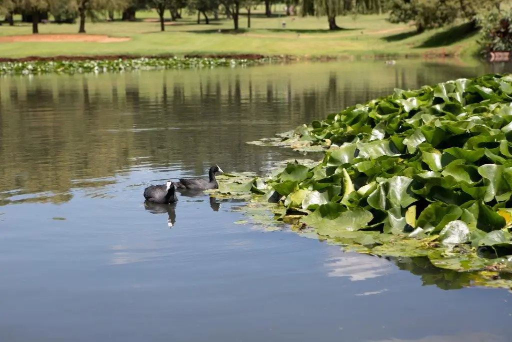 Goldfields West Private Golf Club | Top golf course in Carletonville, West Rand, Gauteng